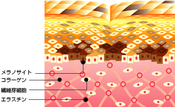 コラーゲンの増生